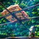 Kadai Asado Cross